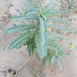 Phyllanthus rotundifolius Leaf