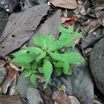 Phenax sonneratii Leaf