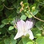 Capparis spinosaFloro