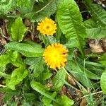 Pilosella aurantiacaFlower