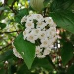 Viburnum carlesii Flower