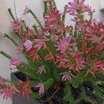 Erica verticillata Flor