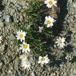 Leucanthemopsis alpina 形態
