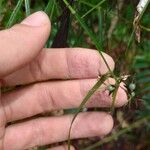 Scleria secans Лист