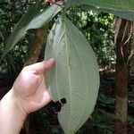 Miconia nervosa Lapas