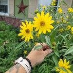 Helianthus grosseserratus 花