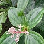 Medinilla cumingii 整株植物