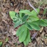 Andersonglossum virginianum Folha