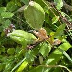 Iris foetidissima Fruit