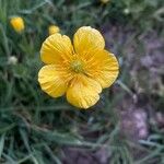 Ranunculus macrophyllus Kvet