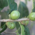Diospyros acapulcensis Vrucht