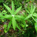 Polygonatum verticillatum ഇല