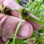 Cyperus hortensis Hábito