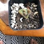 Crassula deceptor Leaf