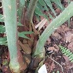 Cycas × multifrondis Corteccia