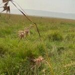 Themeda triandra फूल