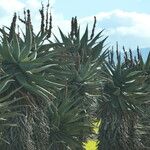 Aloe ferox Folha