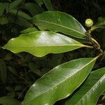 Ocotea floribunda List