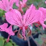 Pelargonium endlicherianum