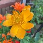 Trollius chinensis Flower