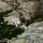 Arabis soyeri Other