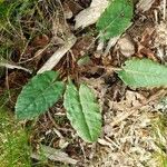 Taraxacum obovatum पत्ता