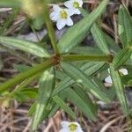 Galium boreale Leaf