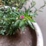 Cuphea hookeriana Blomst