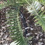 Encephalartos longifolius Hoja
