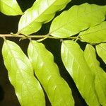 Casearia arborea Hoja
