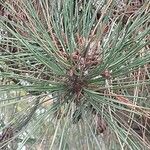 Pinus resinosa ഇല