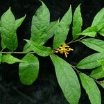 Polygala arillata Habitus