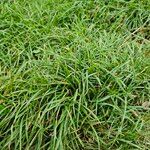 Sesleria caerulea Blad