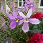 Isotoma axillarisFlower