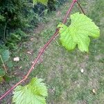 Vitis aestivalisبرگ