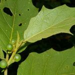 Solanum chrysotrichum Φύλλο