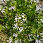 Drypis spinosa Kukka