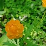 Trollius asiaticus Kukka