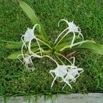 Hymenocallis littoralisFlower