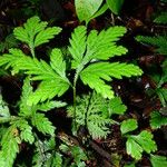 Selaginella parkeri Облик