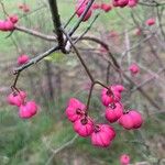 Euonymus europaeusFruit