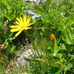 Senecio doronicum Flower