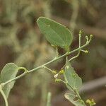 Cocculus pendulus Leaf