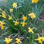 Narcissus pseudonarcissus Altul/Alta