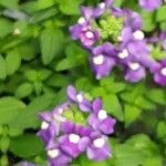 Mimulus ringens Celota