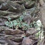 Microgramma vacciniifolia Ліст