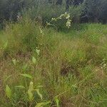 Persicaria hydropiper Hábitos