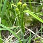 Carex granularis Flower