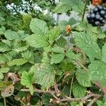 Rubus fruticosus Levél