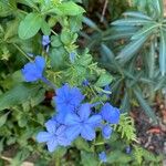 Plumbago europaeaŽiedas